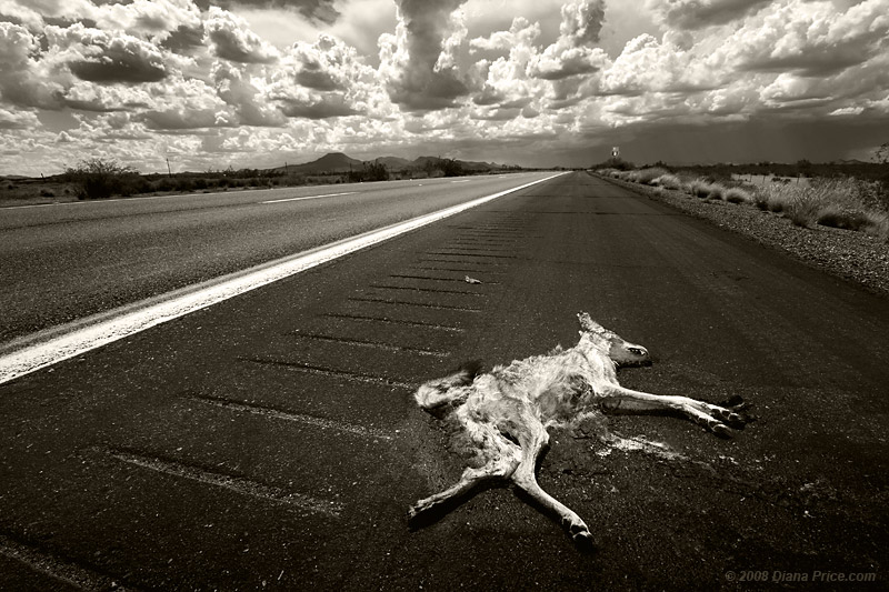 death-dead-coyote
